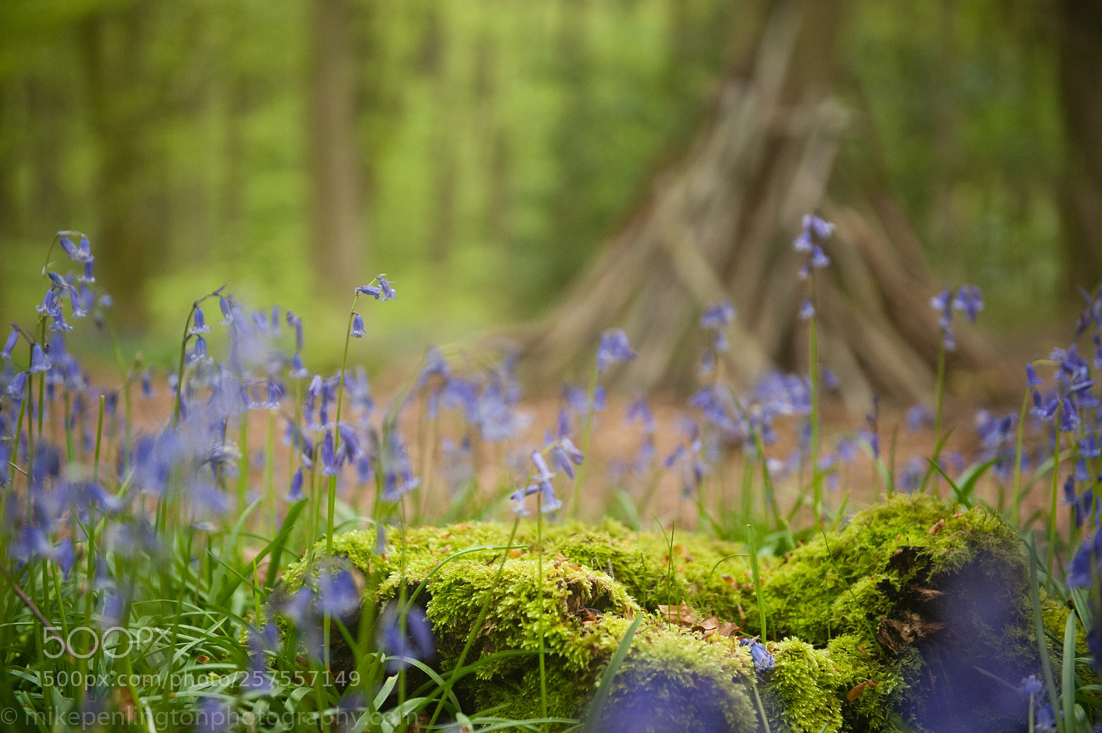 Nikon D700 sample photo. Woods in spring, england photography