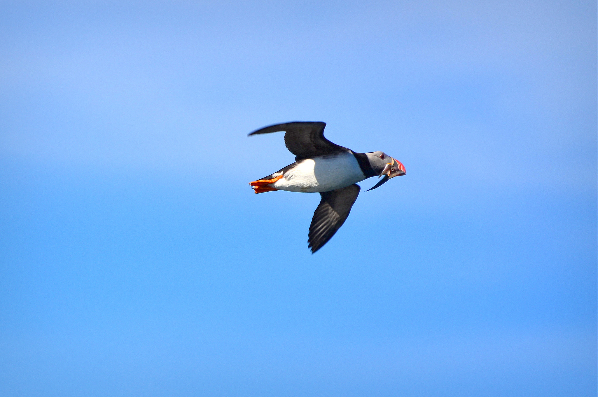 Nikon D5100 sample photo. Atlantic puffin photography