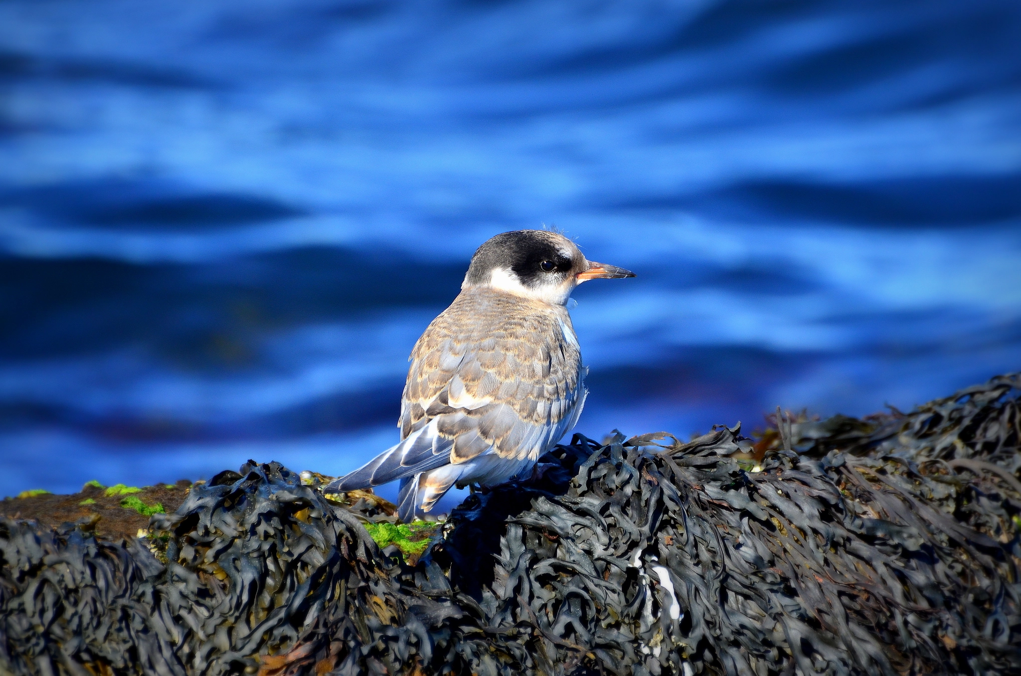 Nikon D5100 sample photo. Young arctic tern photography