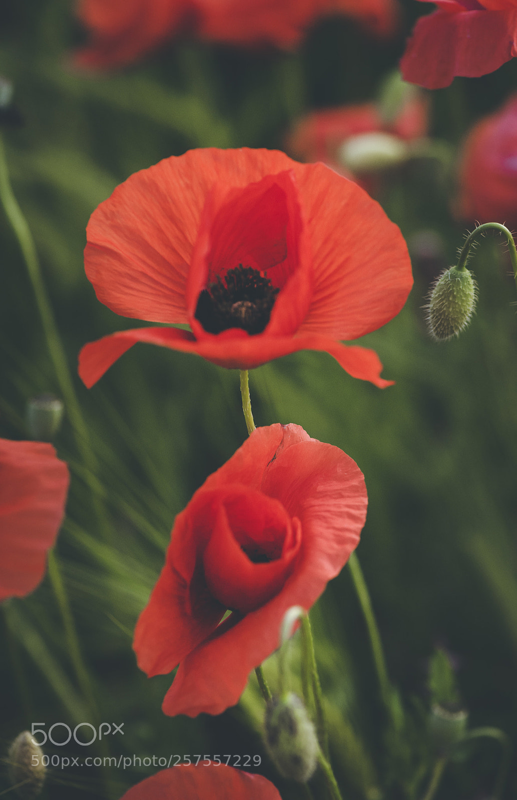 Nikon D700 sample photo. Spring poppies photography