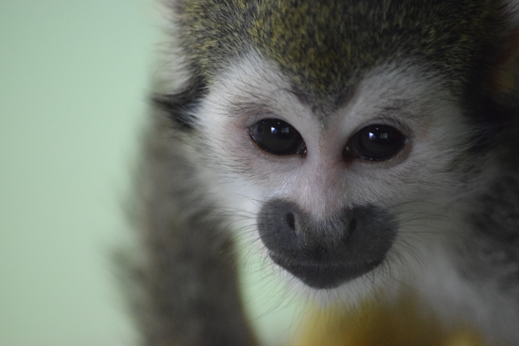 Nikon D3300 sample photo. Squirrel monkey photography