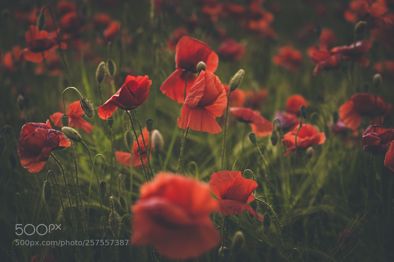 Nikon D700 sample photo. Spring poppies photography