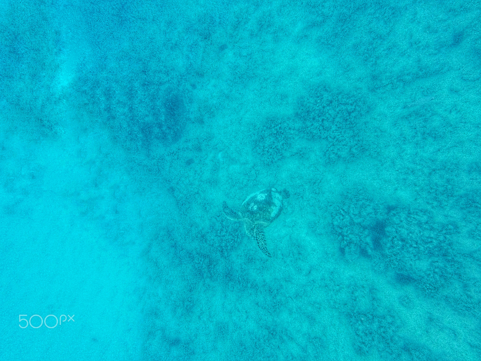 GoPro HERO5 Session sample photo. Sea turtle  photography