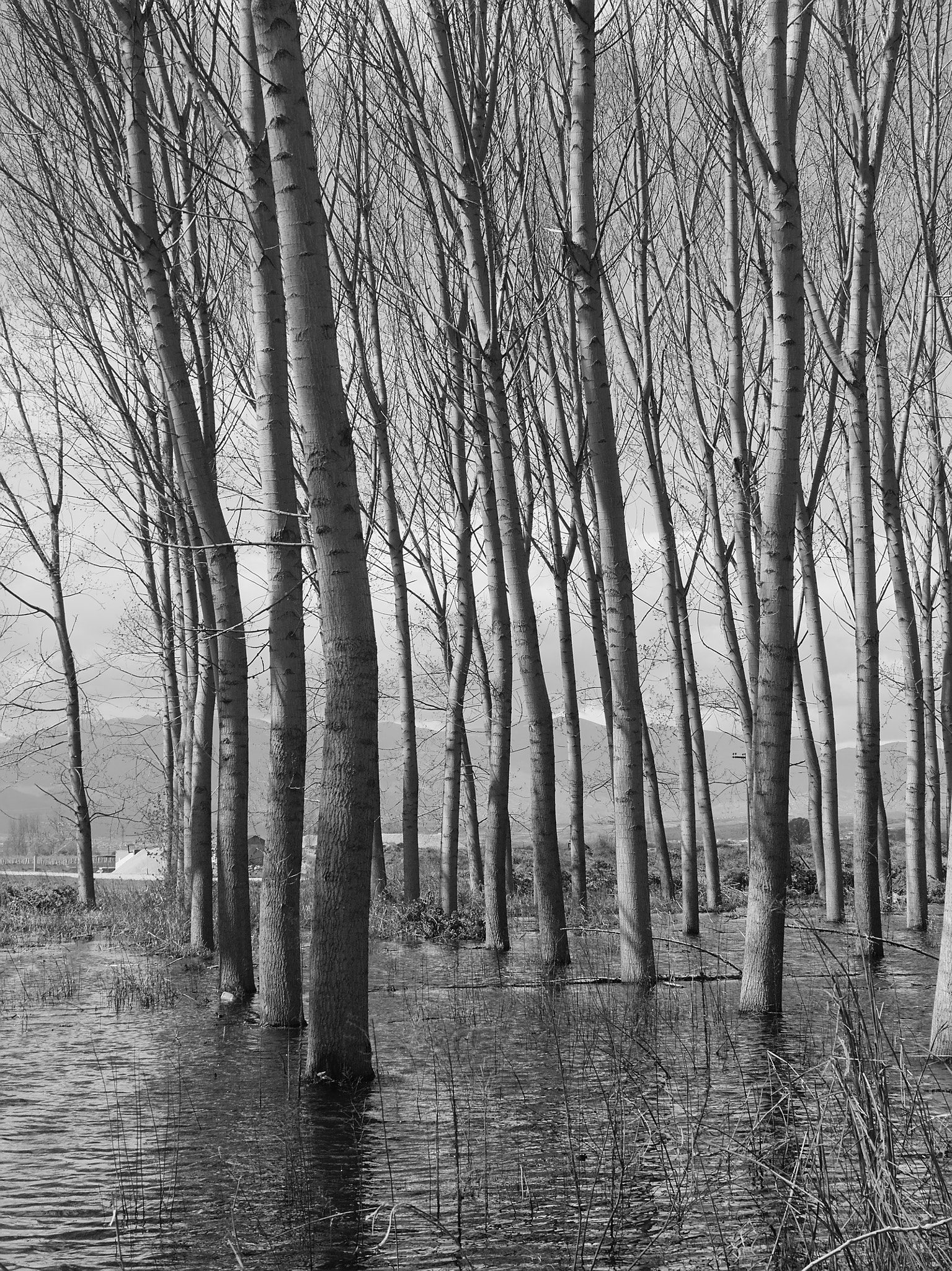 Olympus PEN E-PM2 sample photo. Dion trees photography