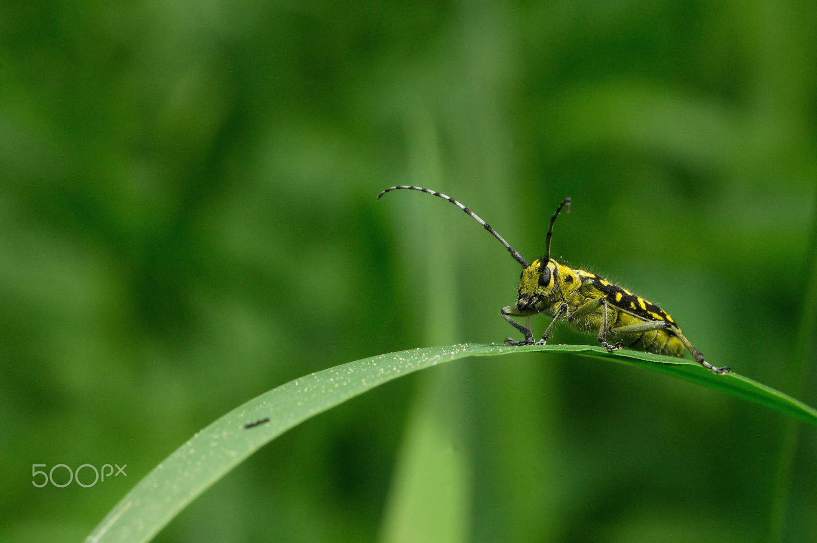 Tamron SP 90mm F2.8 Di VC USD 1:1 Macro sample photo