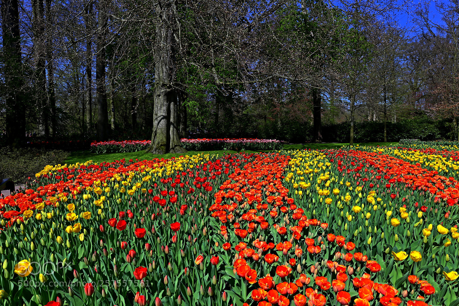Canon EF 24-70mm F4L IS USM sample photo. Keukenhof photography