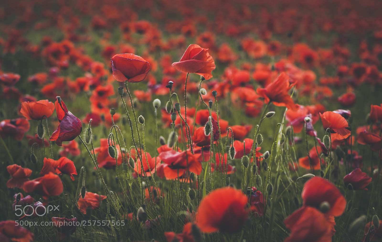Nikon D700 sample photo. Spring poppies photography
