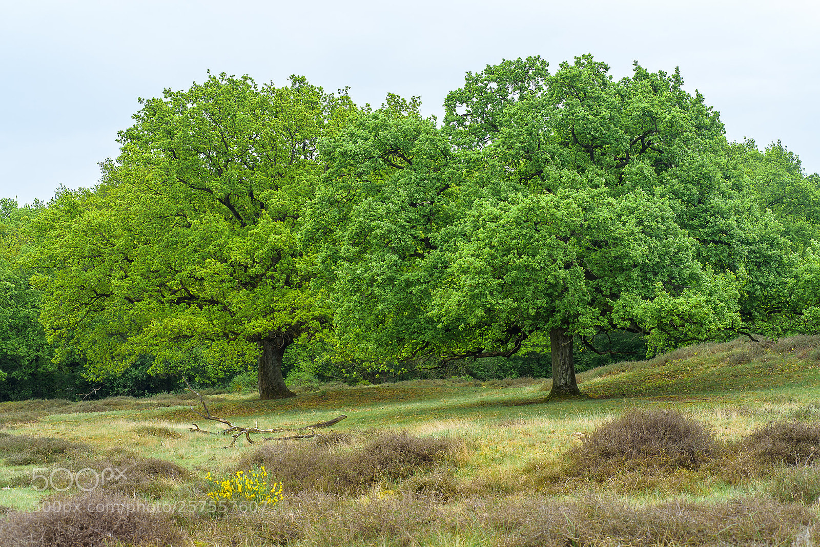 Nikon D750 sample photo. Together photography