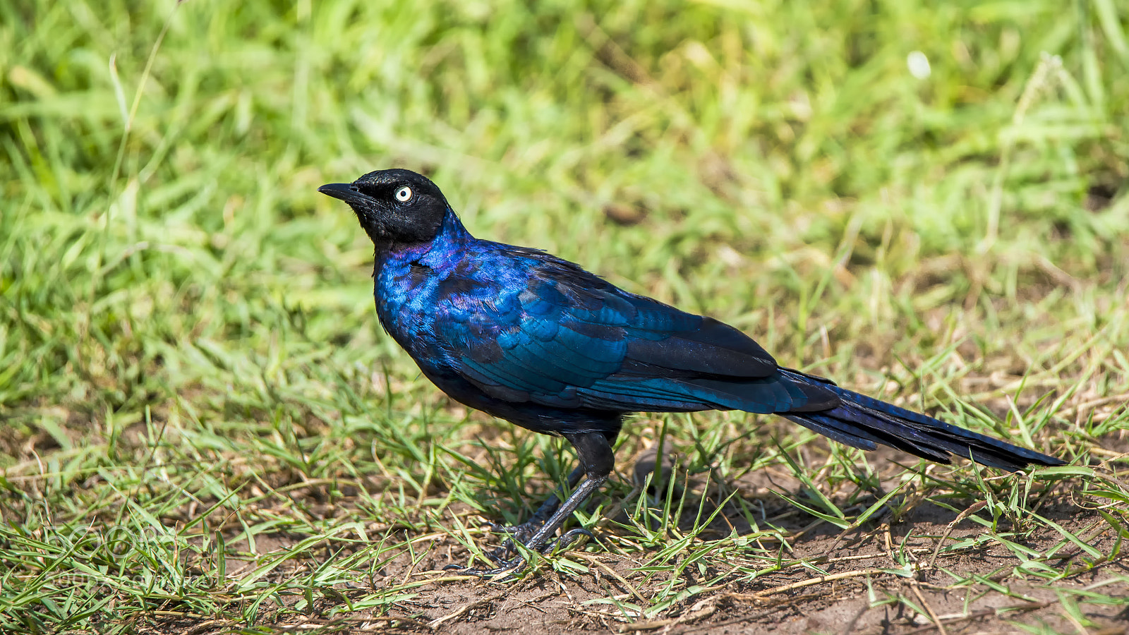 Nikon D750 sample photo. Ruppell starling..... photography