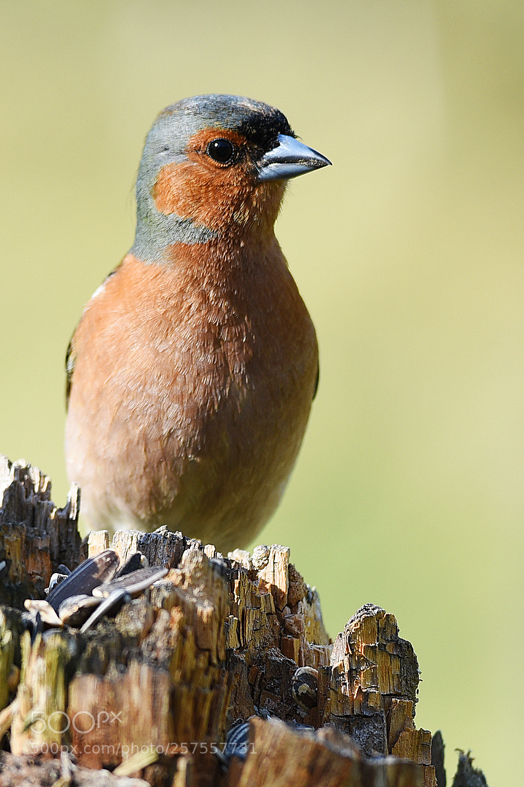 Nikon D750 sample photo. Common chaffinch photography