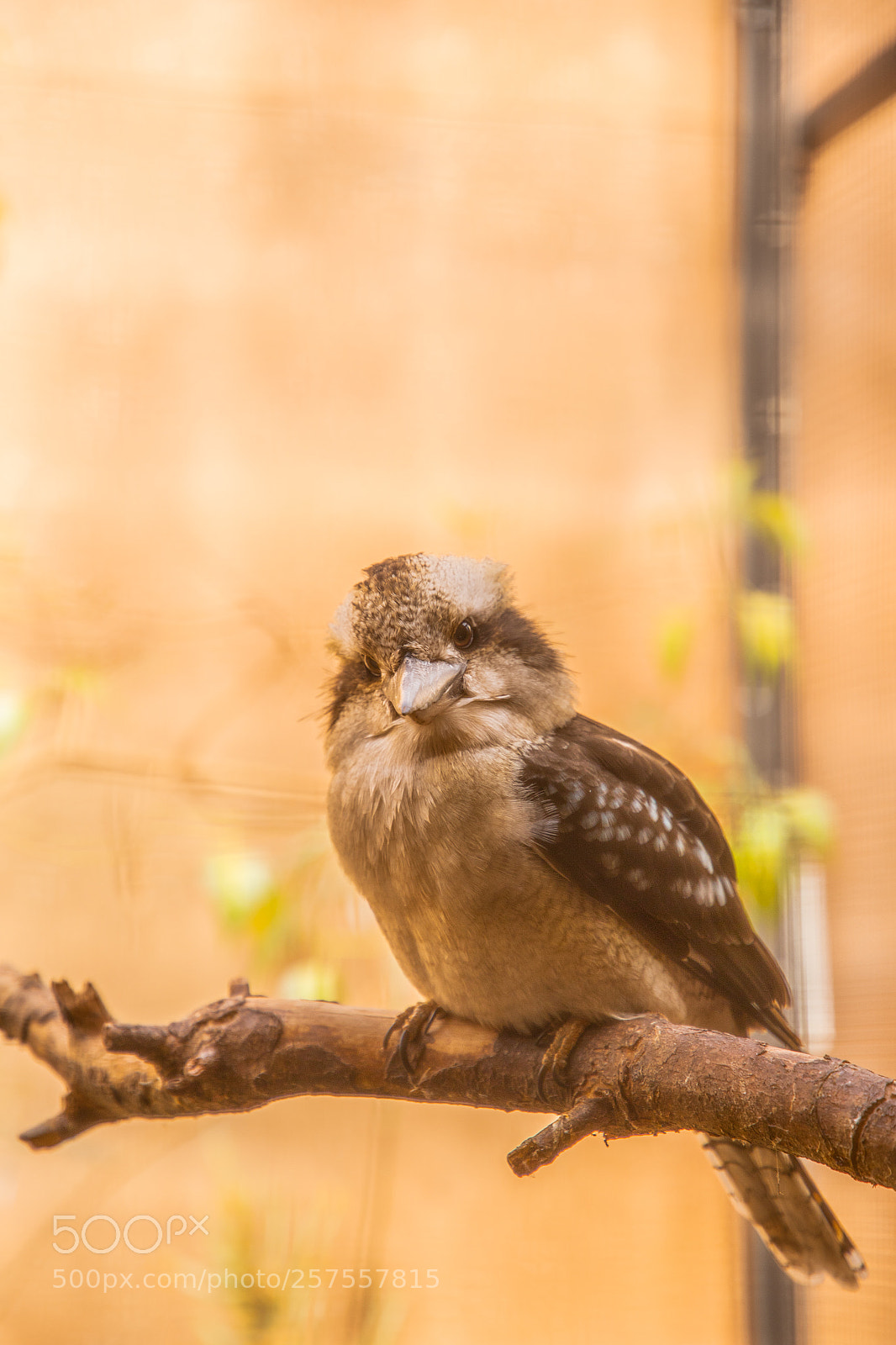 Canon EOS 6D Mark II sample photo. Watcher photography