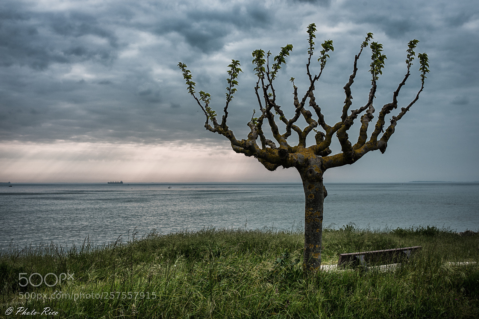 Nikon D750 sample photo. Arbre photography