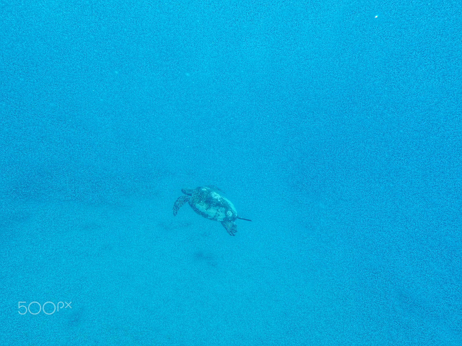 GoPro HERO5 Session sample photo. Lone turtle  photography