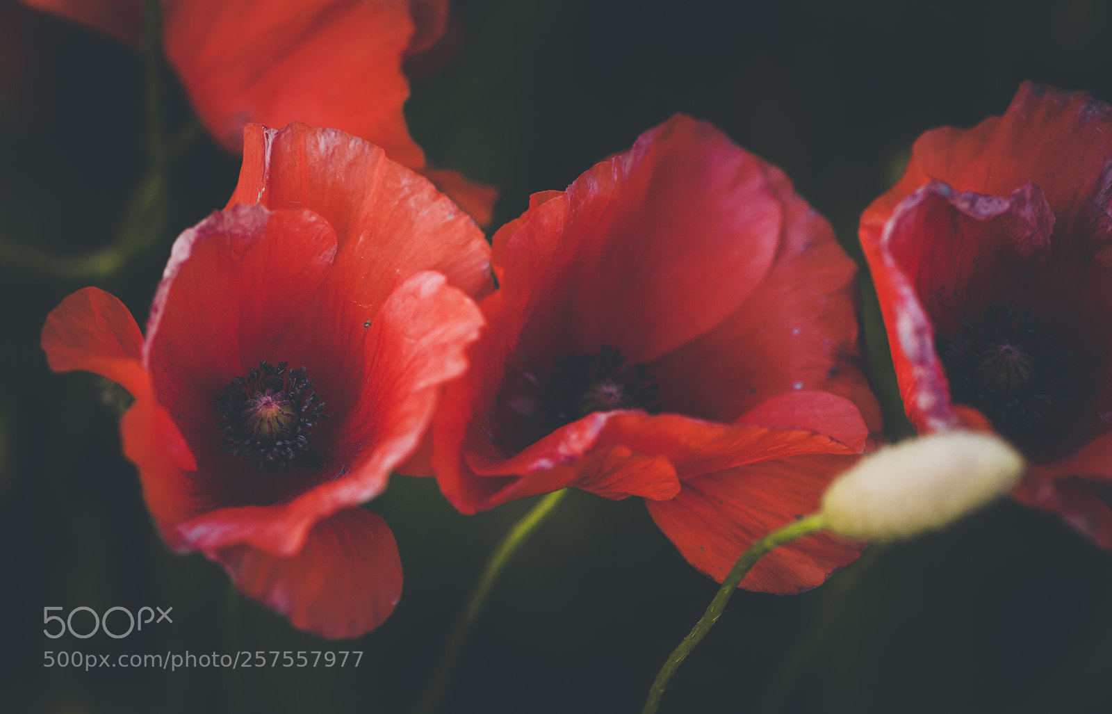 Nikon D700 sample photo. Spring poppies photography
