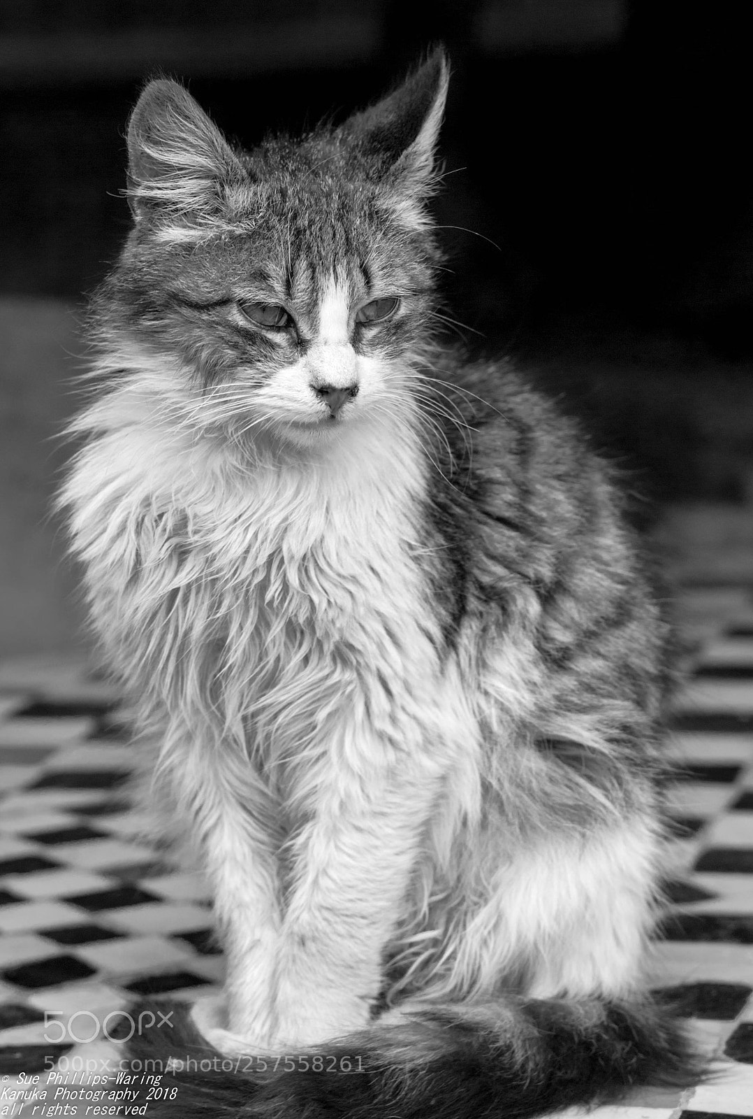 Canon EOS 6D sample photo. A marrakech kitty photography