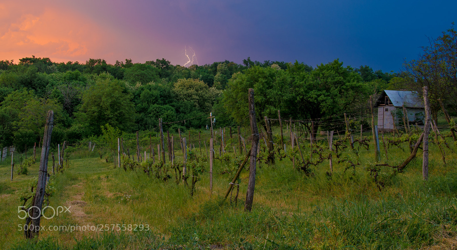 Nikon D7100 sample photo. Thunder over grapes photography