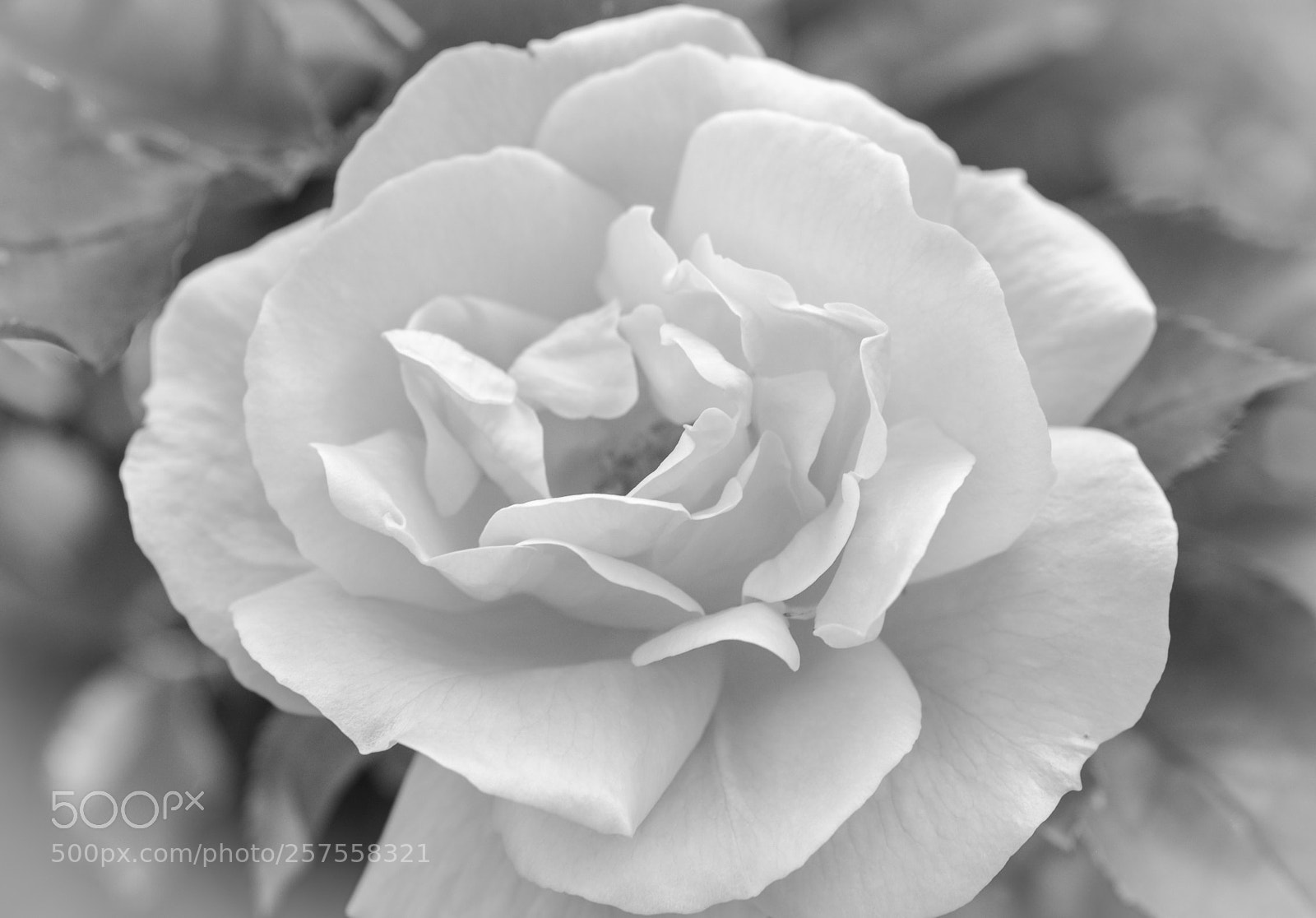 Nikon D600 sample photo. Rose b&w photography
