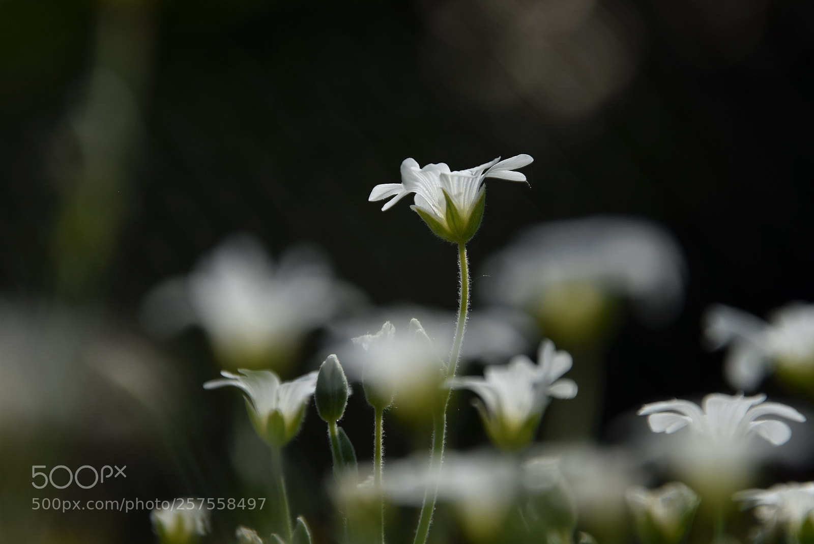 Nikon D3300 sample photo. White flowers photography
