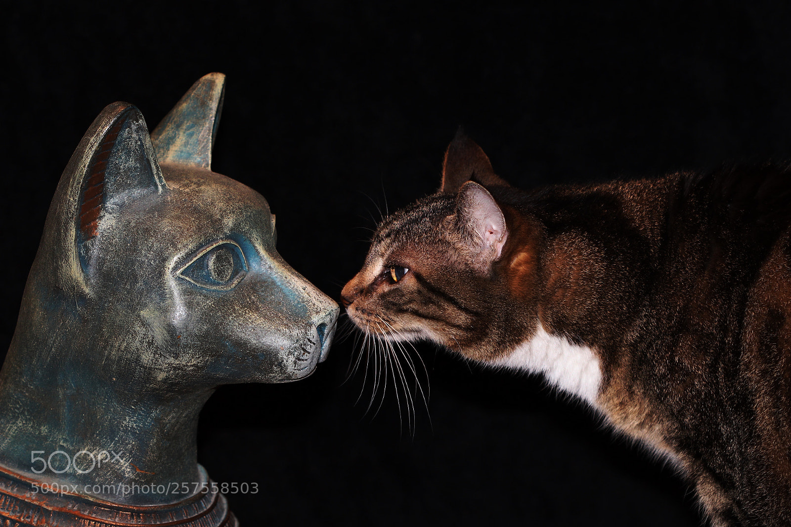 Canon EOS 700D (EOS Rebel T5i / EOS Kiss X7i) sample photo. Alpha cats photography
