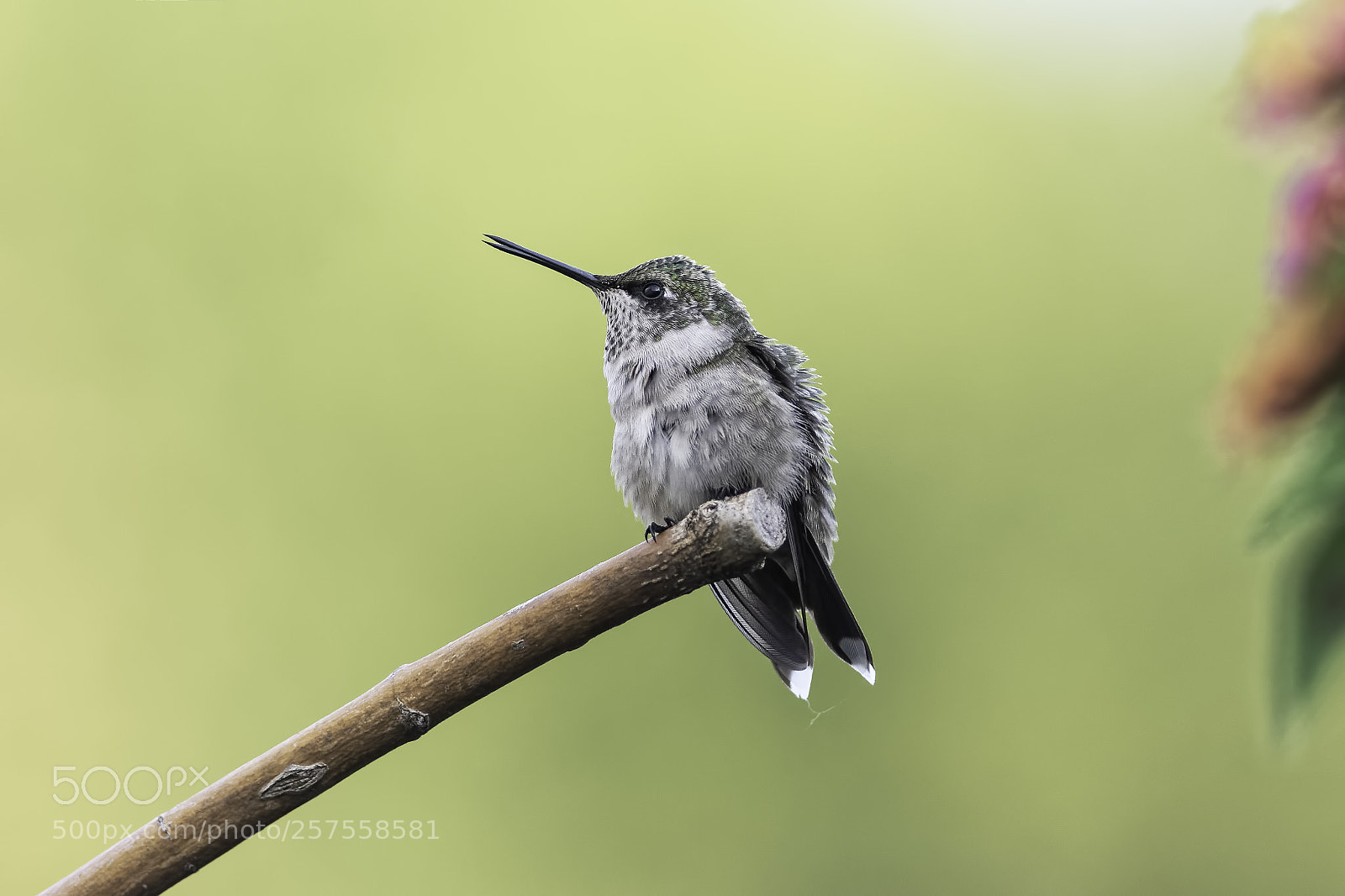 Nikon D7100 sample photo. Chattering away photography