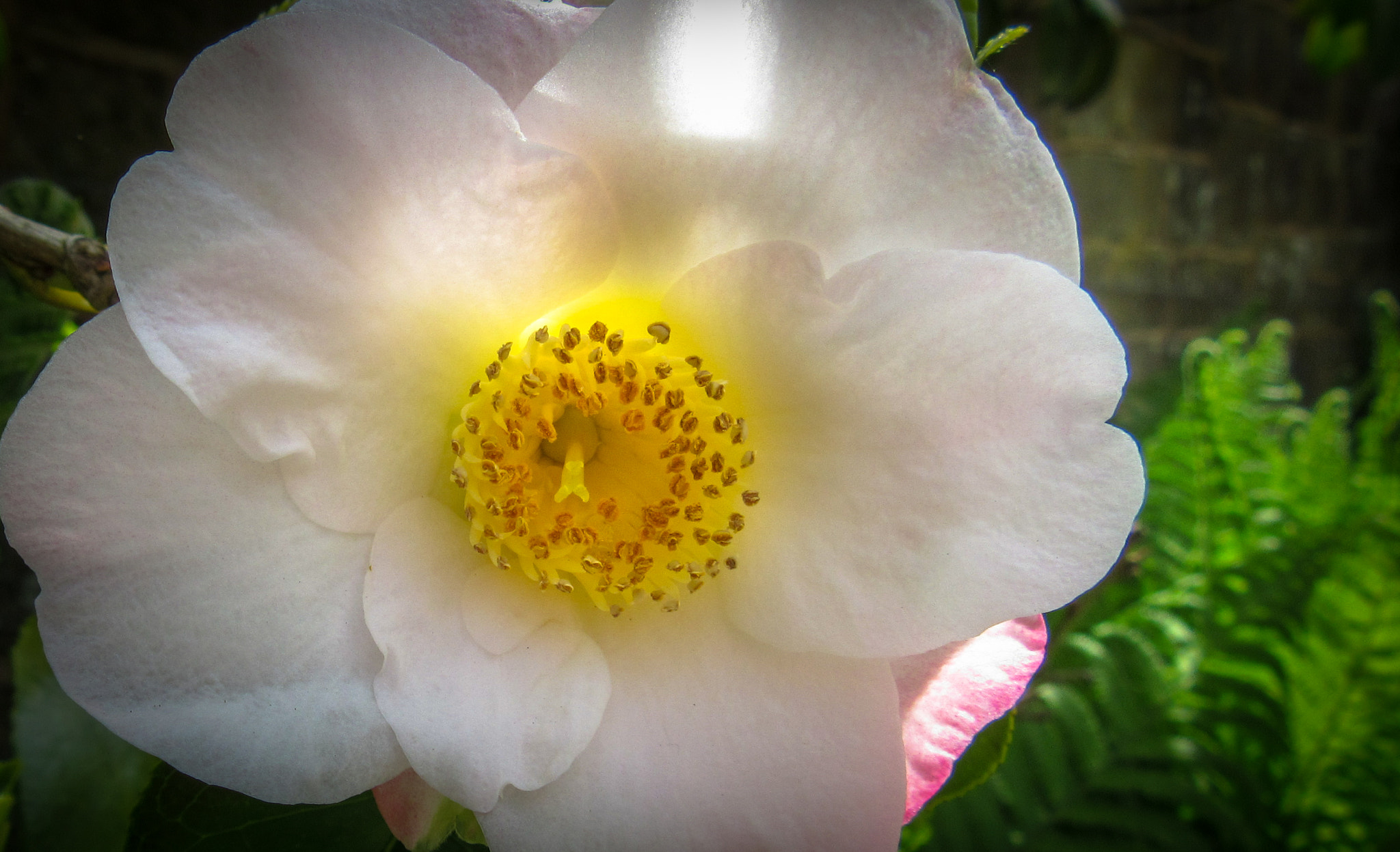 Canon PowerShot SX600 HS sample photo. Beautiful flower photography