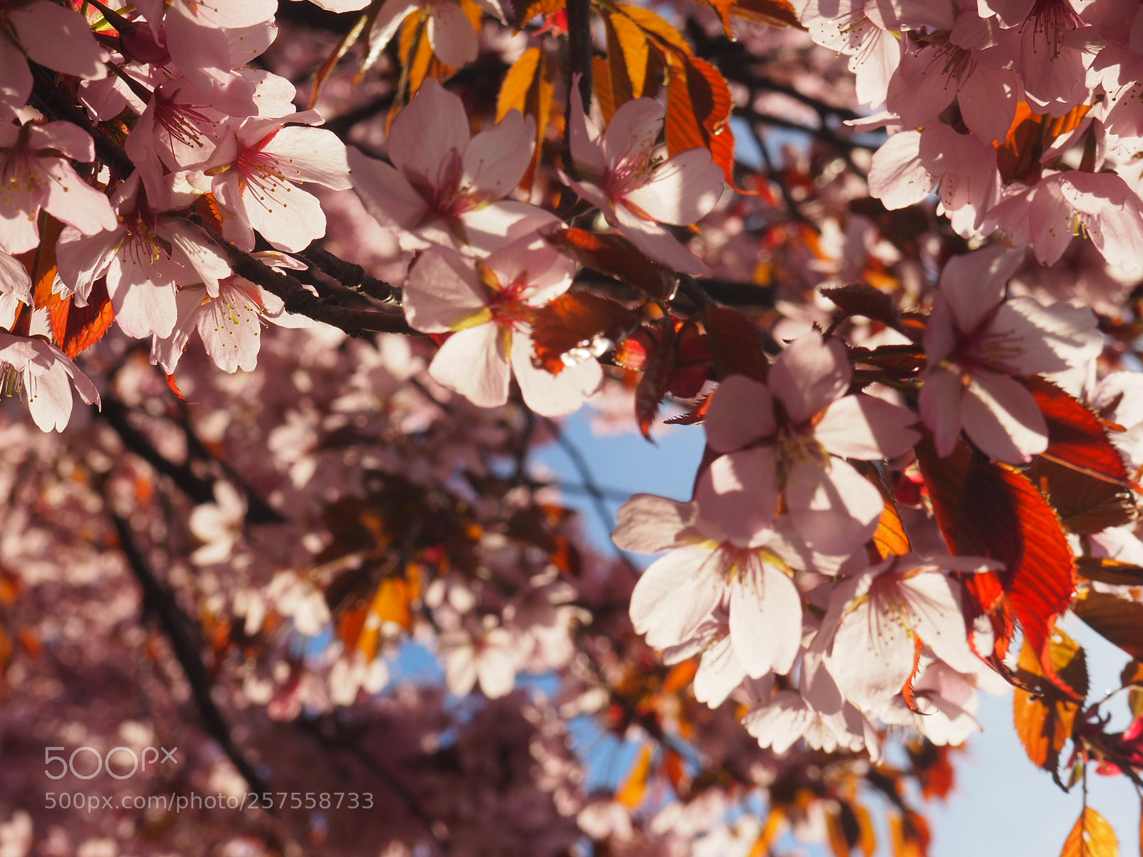 Olympus OM-D E-M10 II sample photo. Cherry tree photography