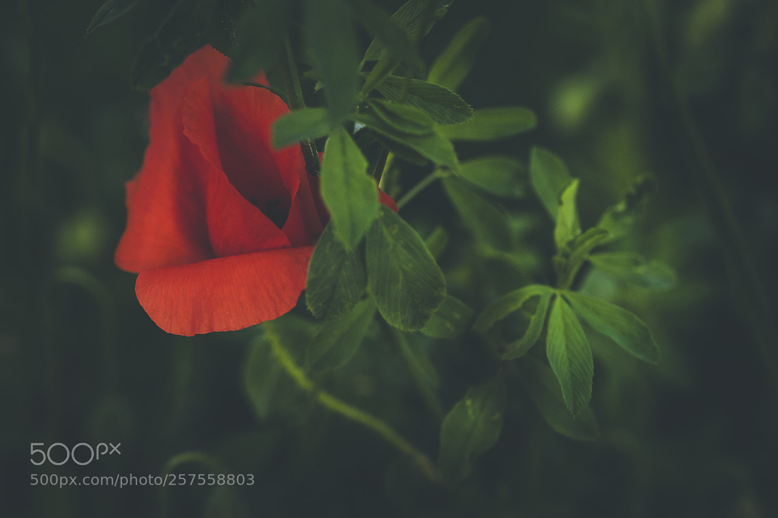 Nikon D700 sample photo. Spring poppies photography