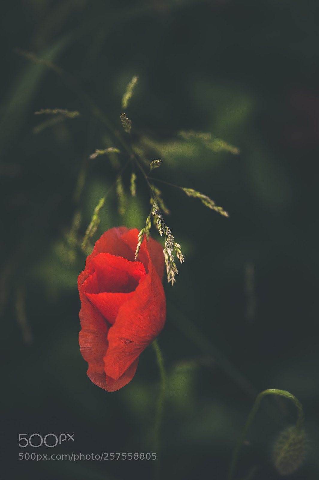 Nikon D700 sample photo. Spring poppies photography