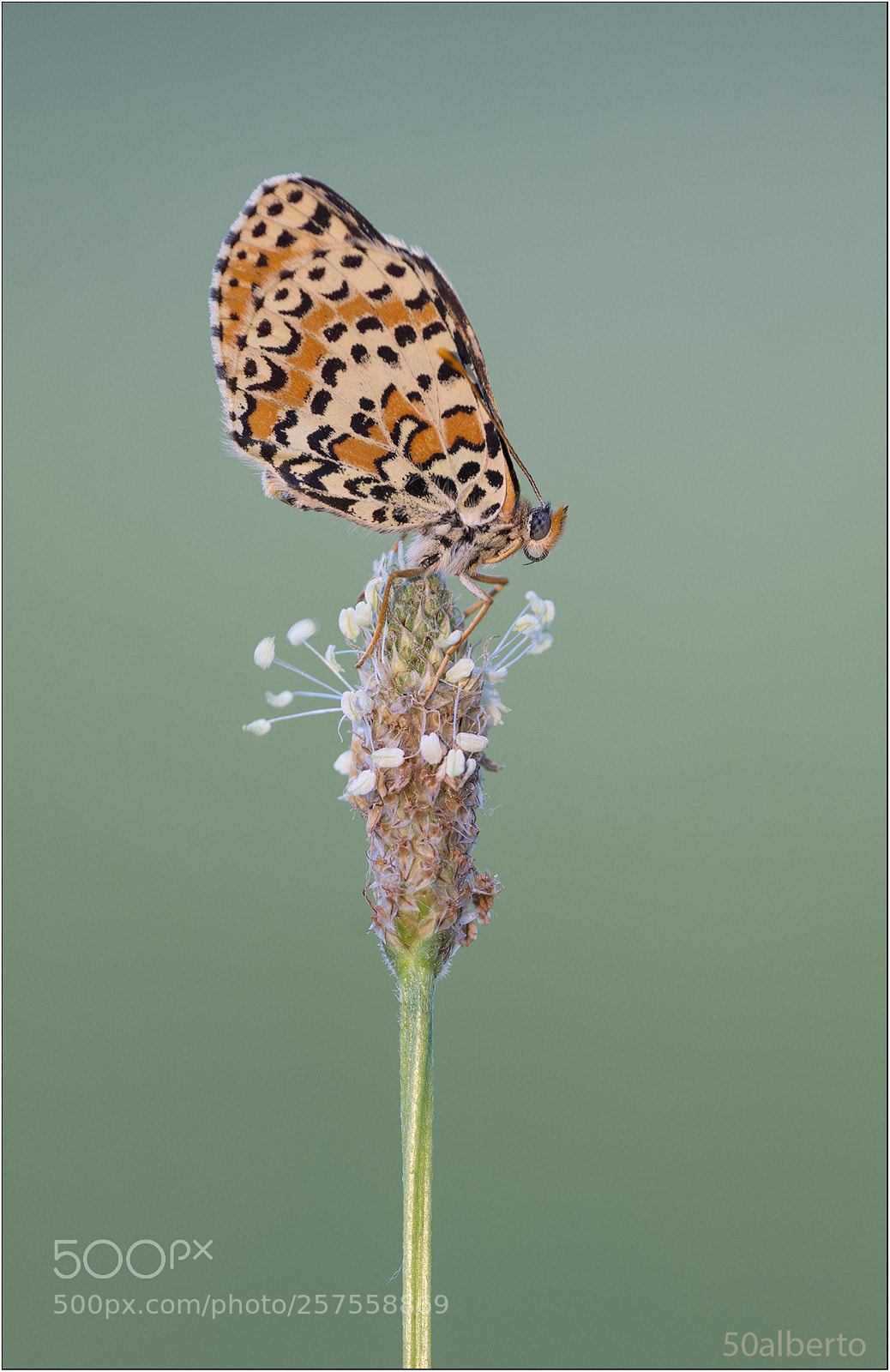 Nikon D610 sample photo. Melitaea photography