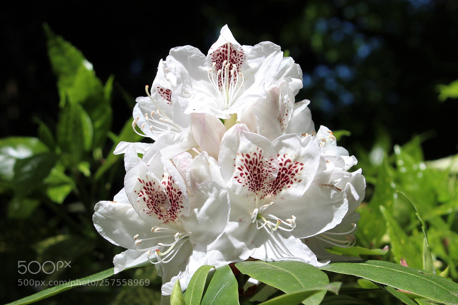 Canon EOS 700D (EOS Rebel T5i / EOS Kiss X7i) sample photo. Rhododendron flower ii photography