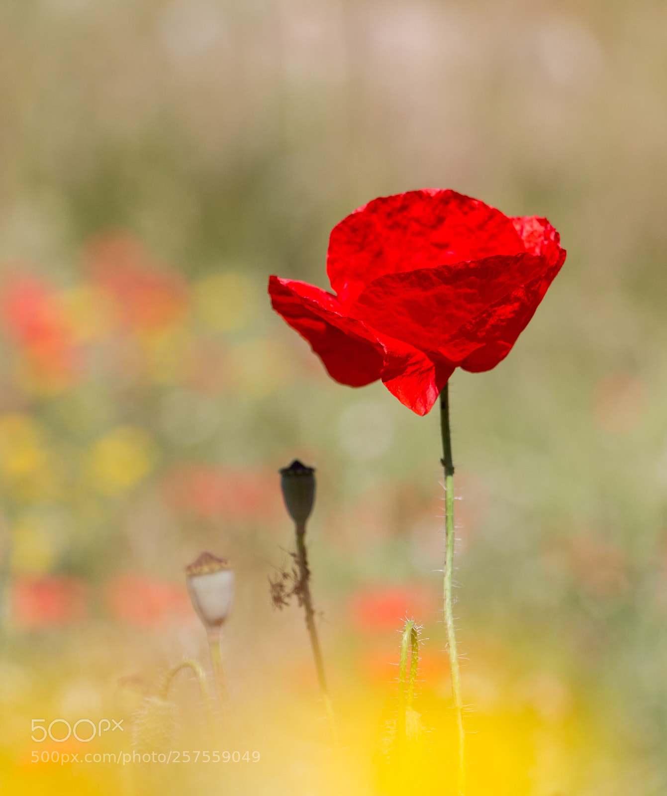 Canon EOS 700D (EOS Rebel T5i / EOS Kiss X7i) sample photo. Rossella, ruella, amapola, poppy photography
