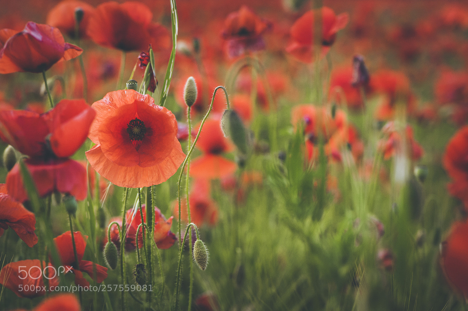 Nikon D700 sample photo. Spring poppies photography