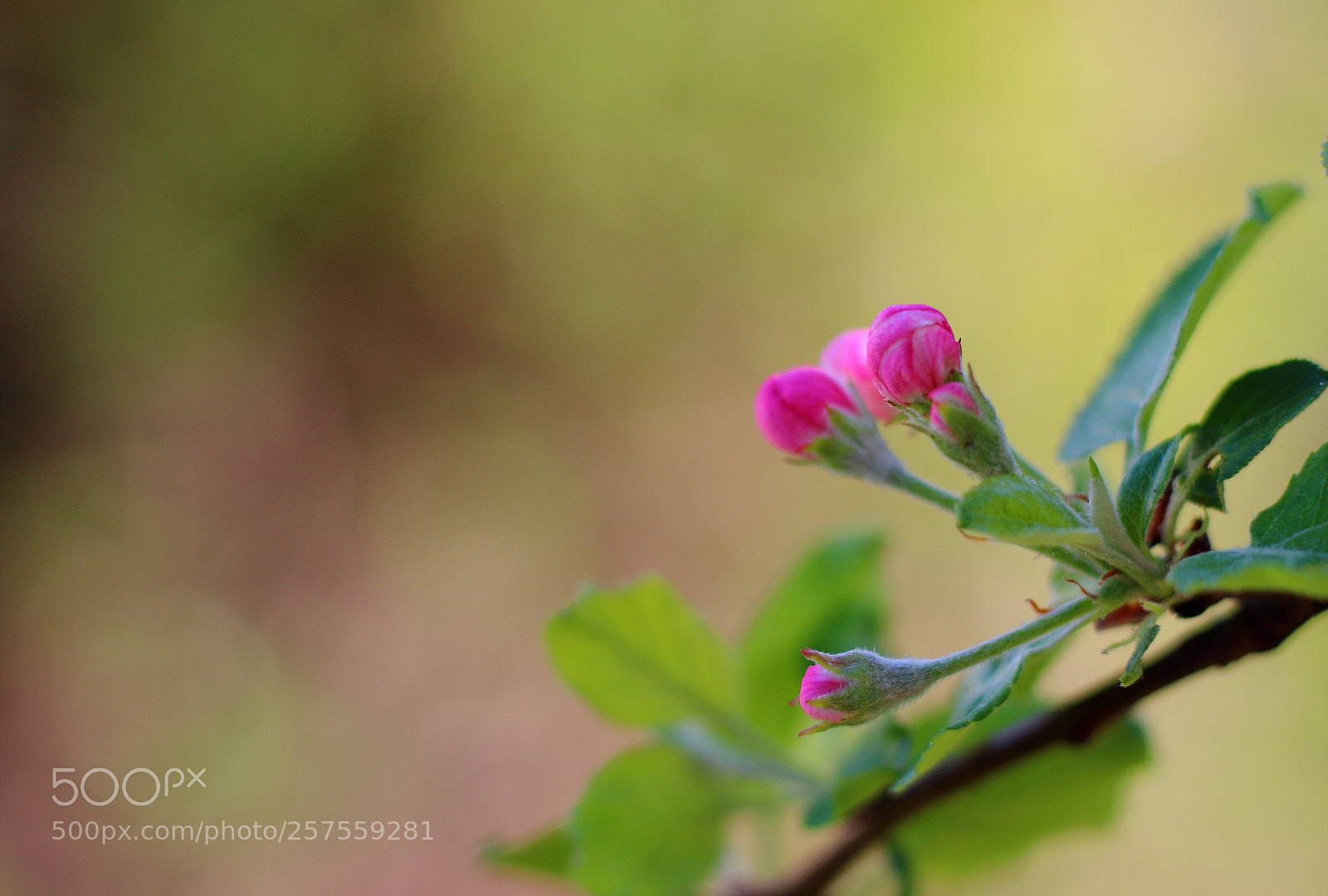 Canon EOS 100D (EOS Rebel SL1 / EOS Kiss X7) sample photo. Pink buds on an photography