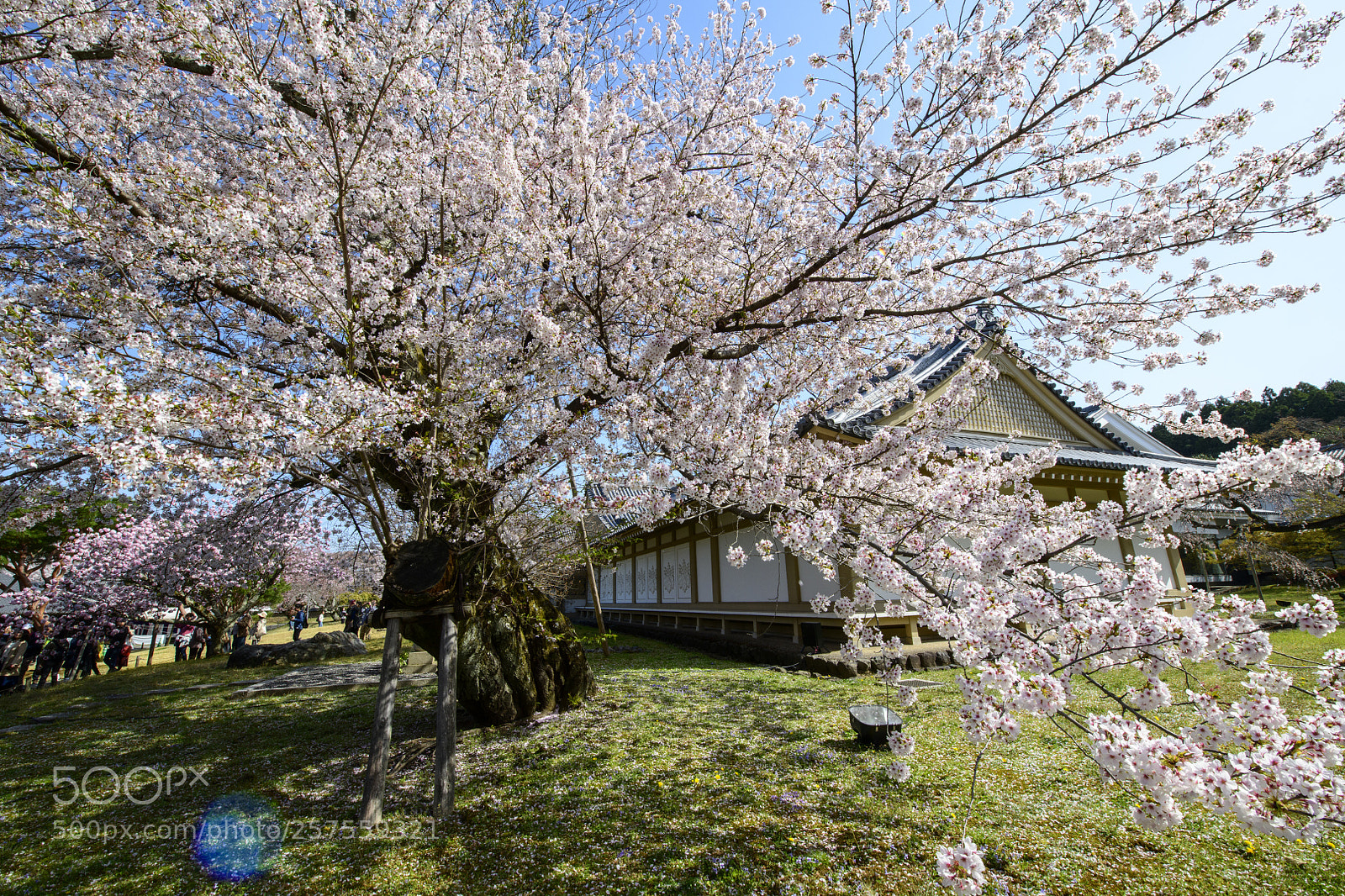Nikon D850 sample photo. Daigoji temple sakura 醍醐寺櫻花 photography