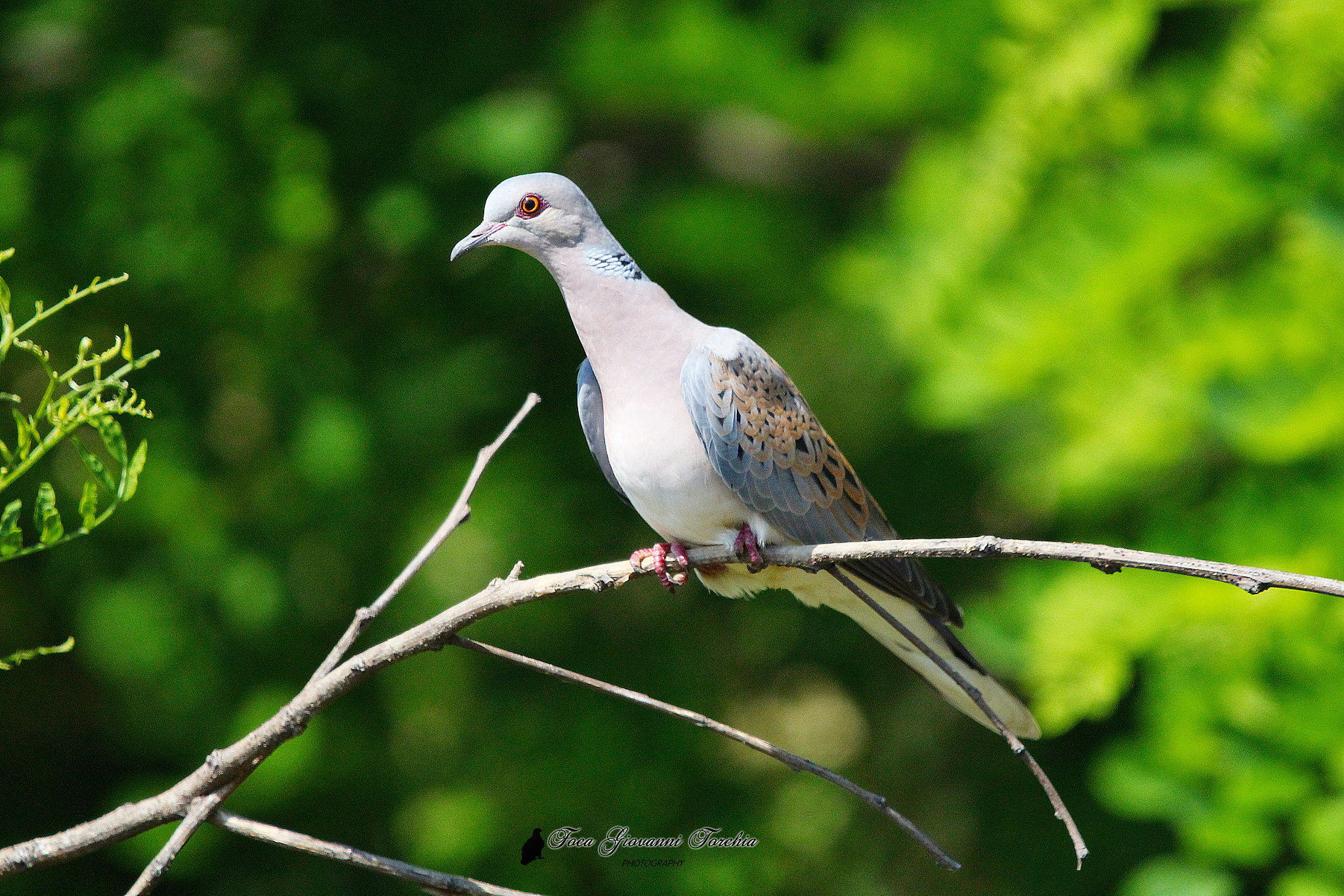 Sigma 150-600mm F5-6.3 DG OS HSM | C sample photo. Streptopelia turtur photography