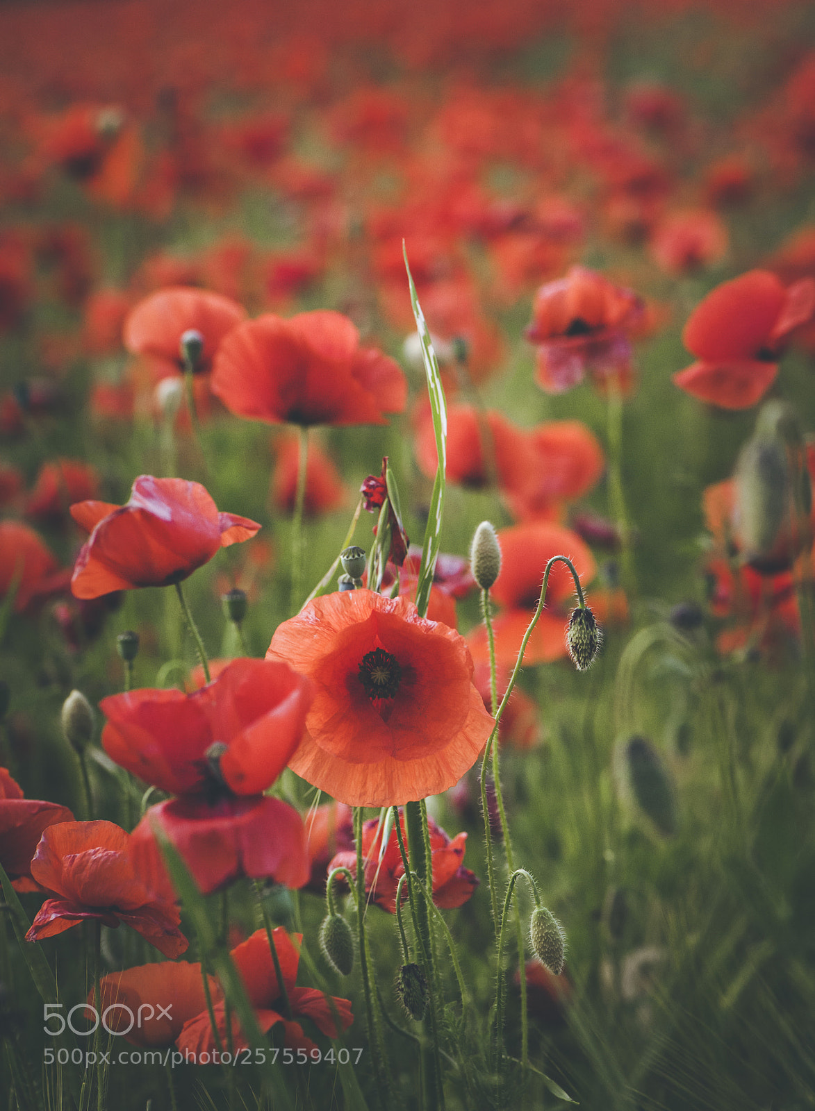Nikon D700 sample photo. Spring poppies photography