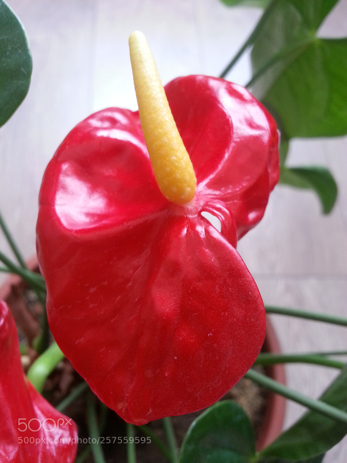 Samsung Galaxy Note2 sample photo. Red... photography