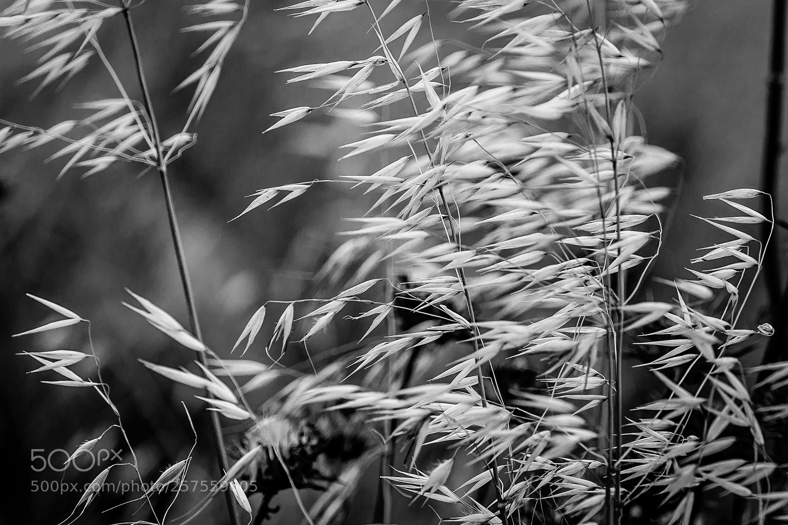 Canon EOS 6D sample photo. Grain bw abstract photography