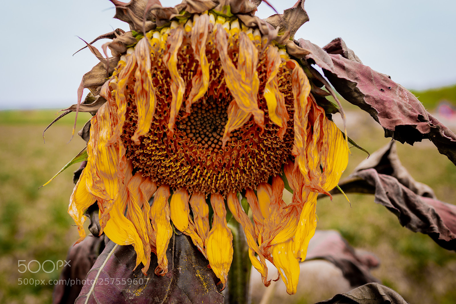 Canon EOS 6D sample photo. Dried sunflower photography