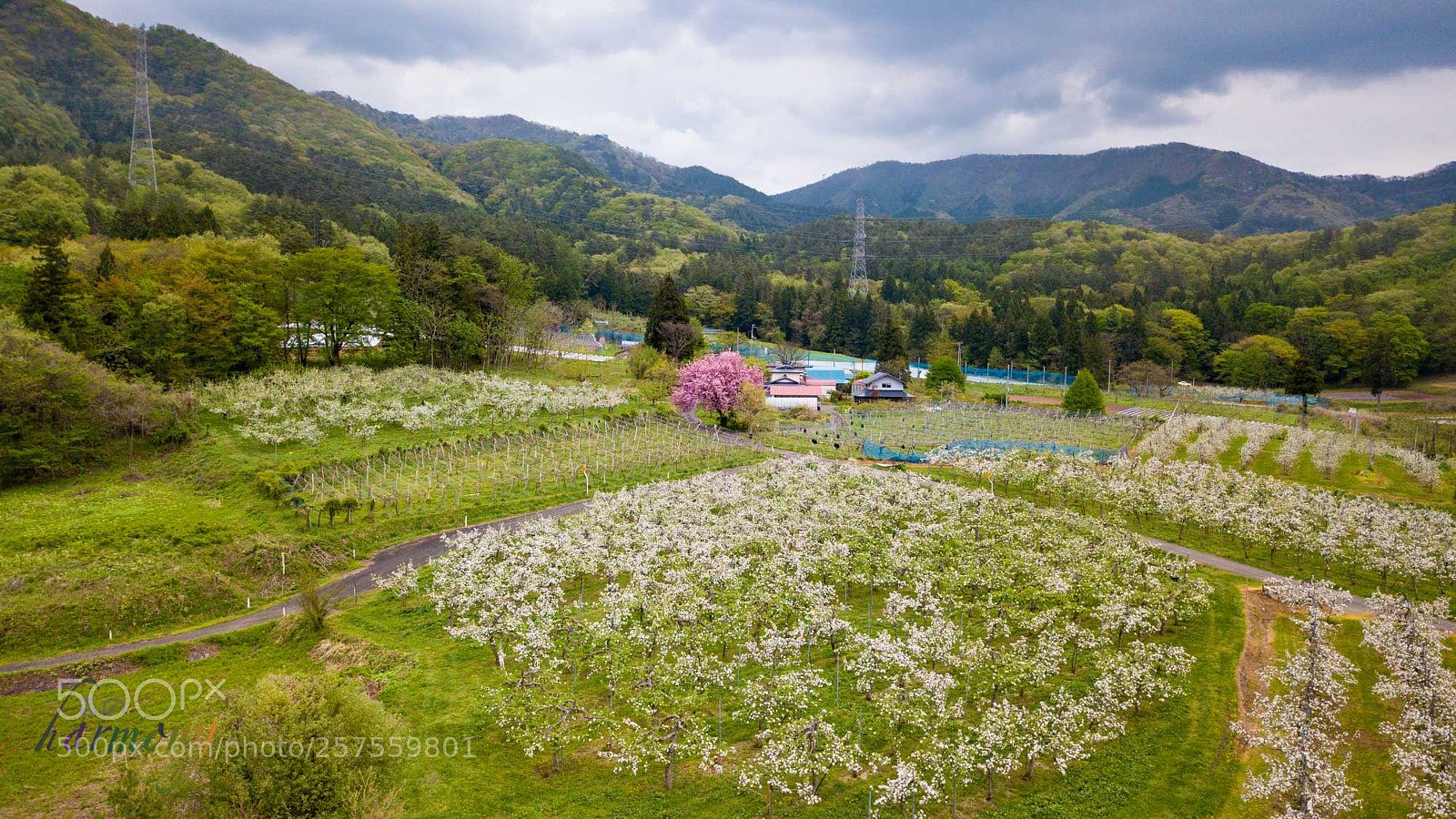 DJI FC220 sample photo. Apple highland with flowers photography