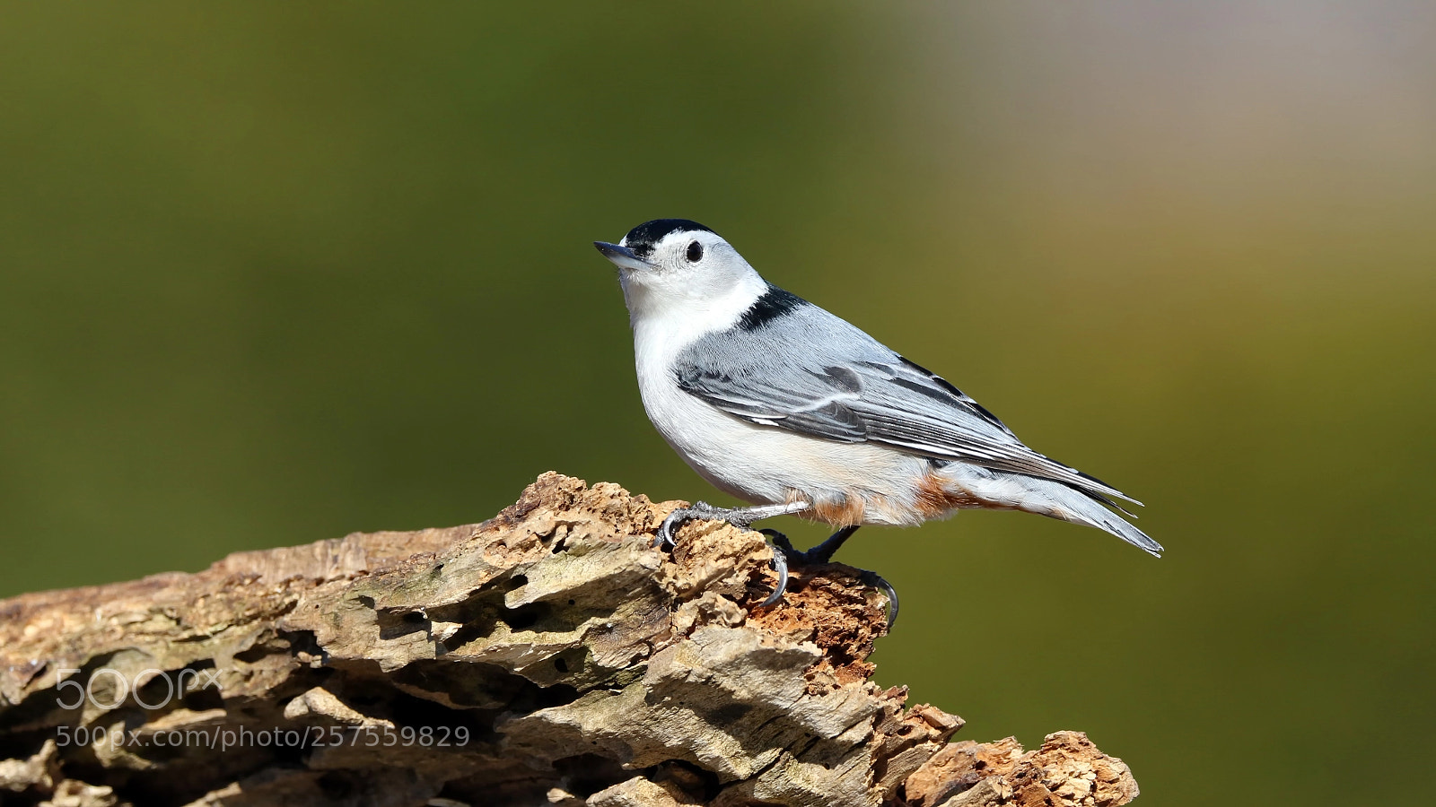 Canon EOS 7D Mark II sample photo. Nuthatch photography