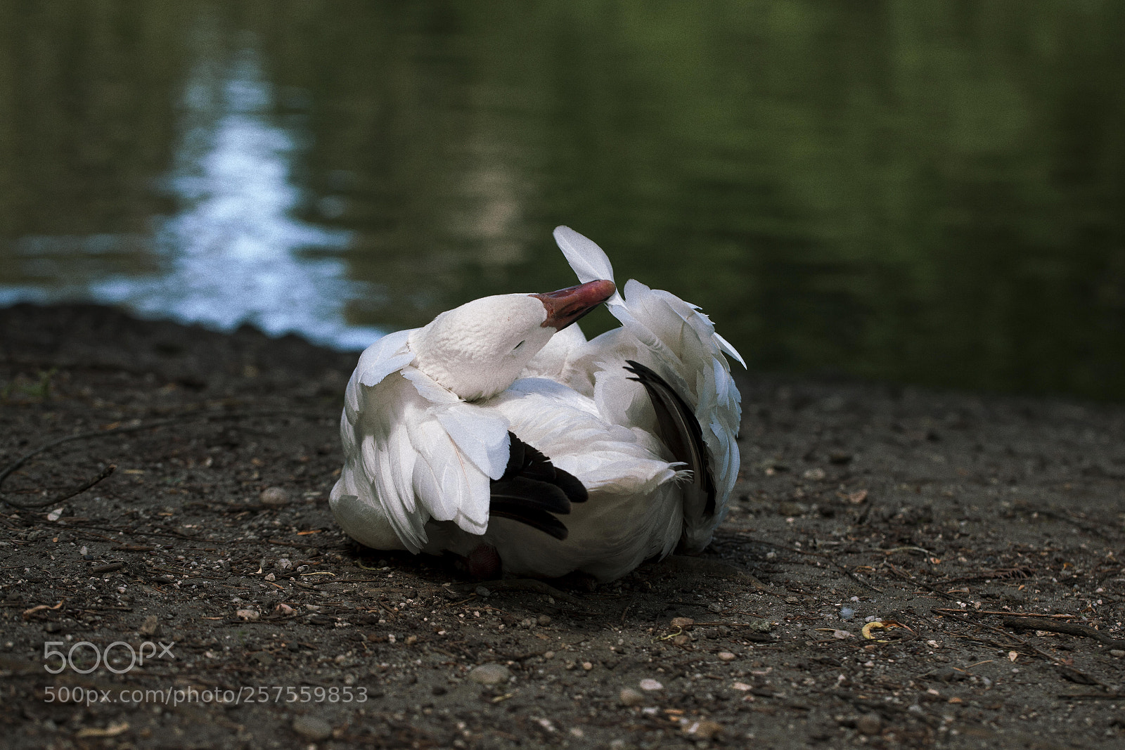 Canon EOS 5D Mark II sample photo. Img photography