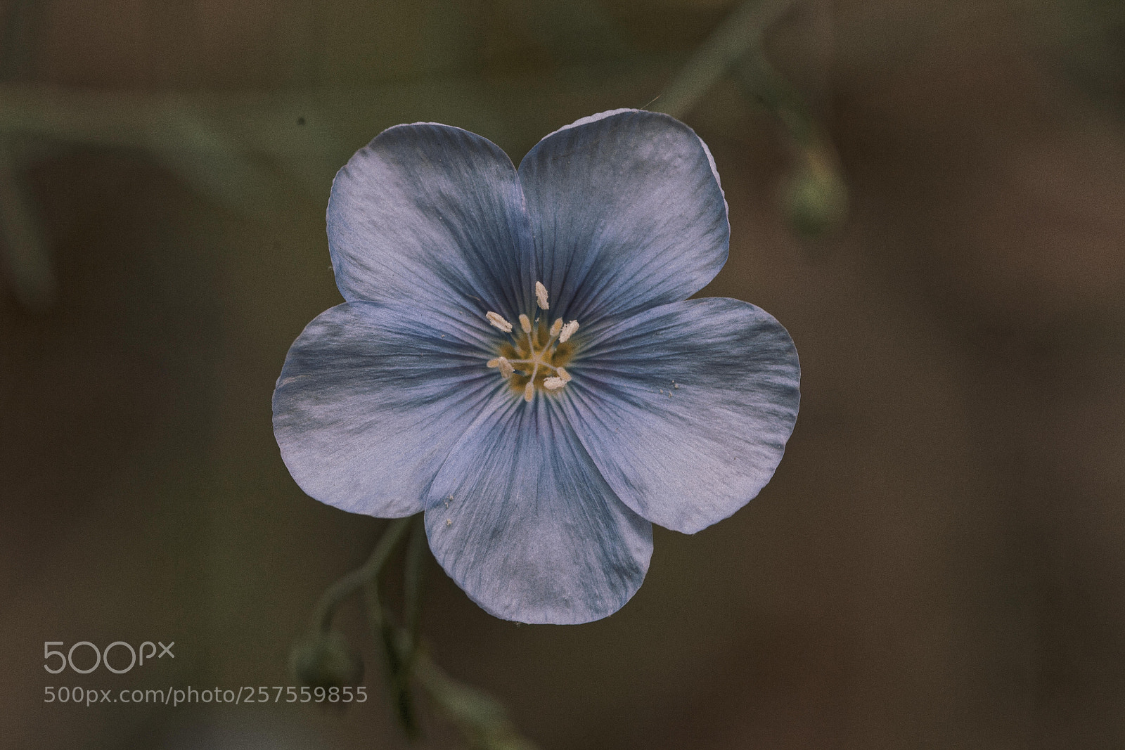 Canon EOS 5D Mark II sample photo. Img photography