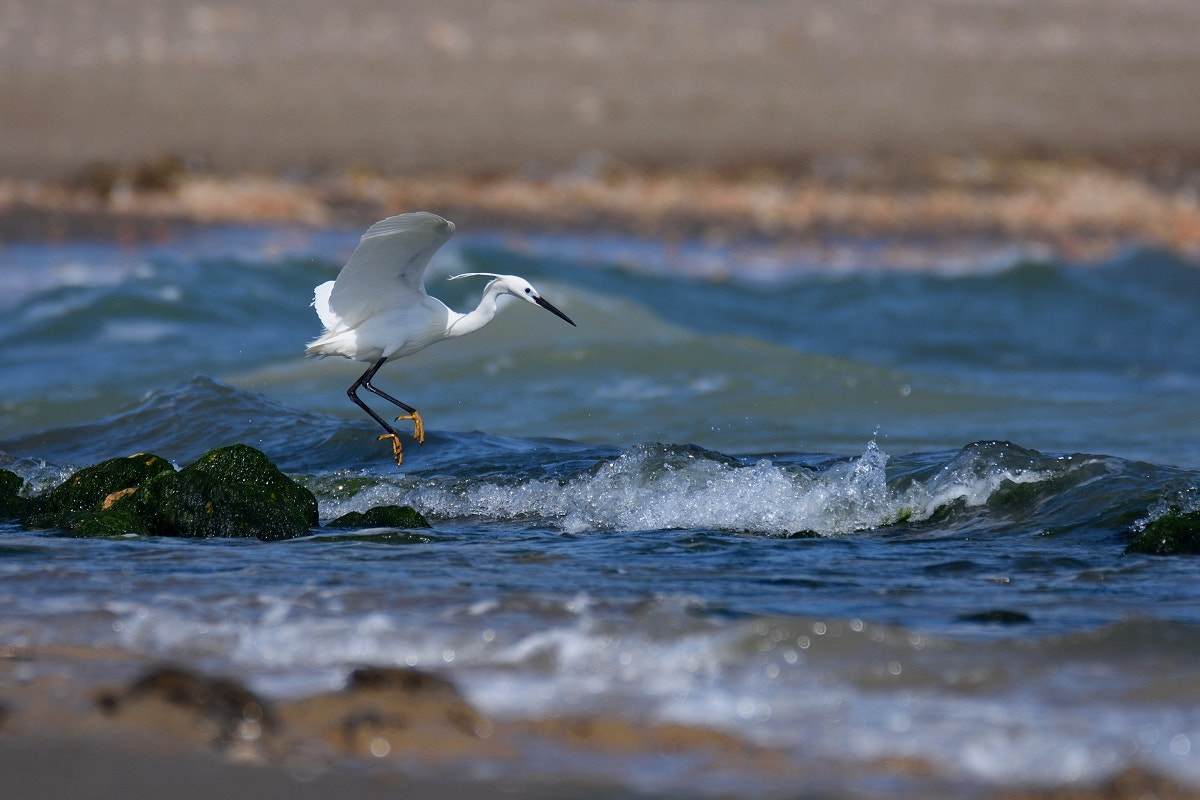 Nikon D7200 sample photo. Egretta garzetta photography