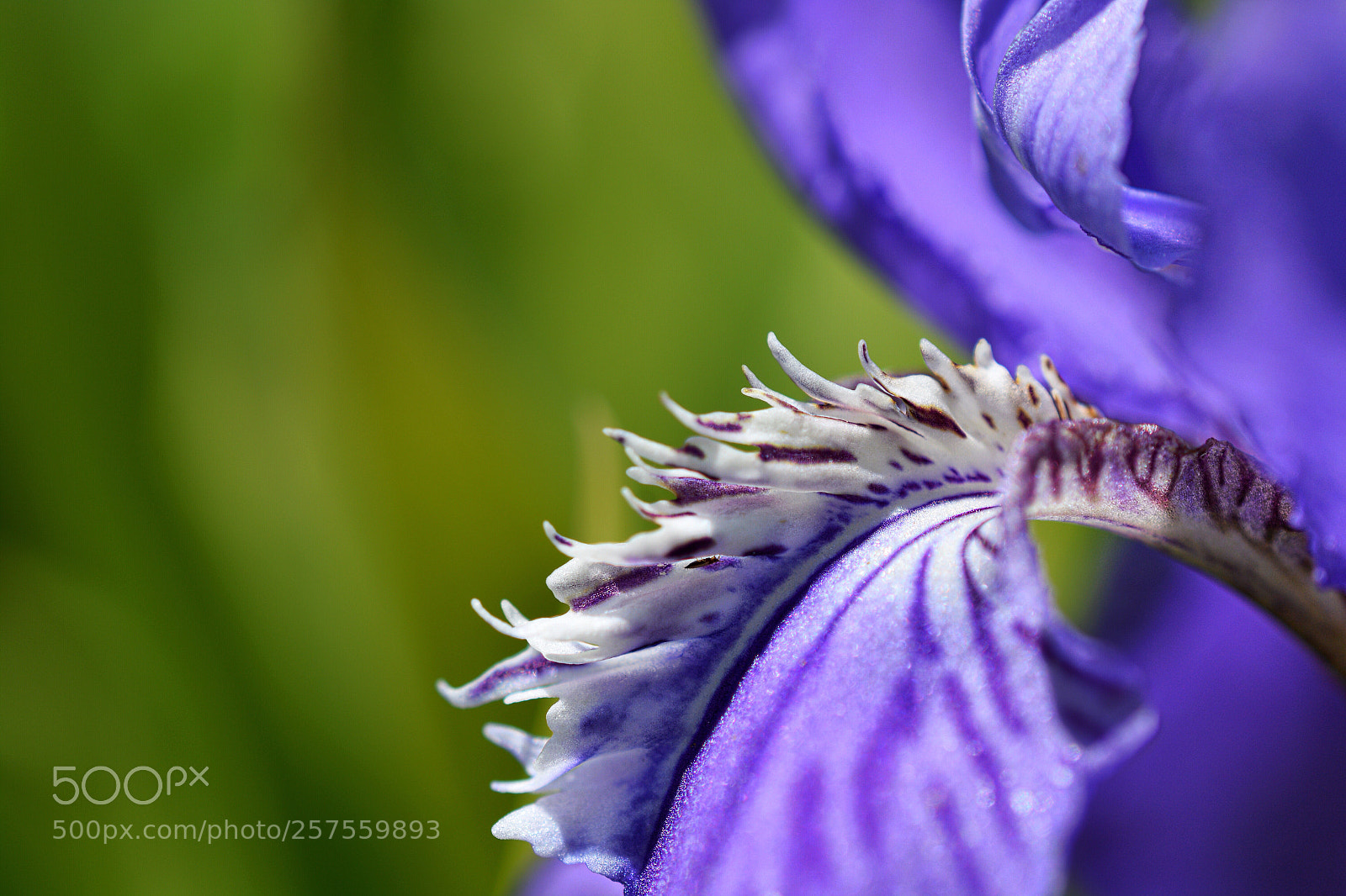 Nikon D7100 sample photo. Bearded iris  photography