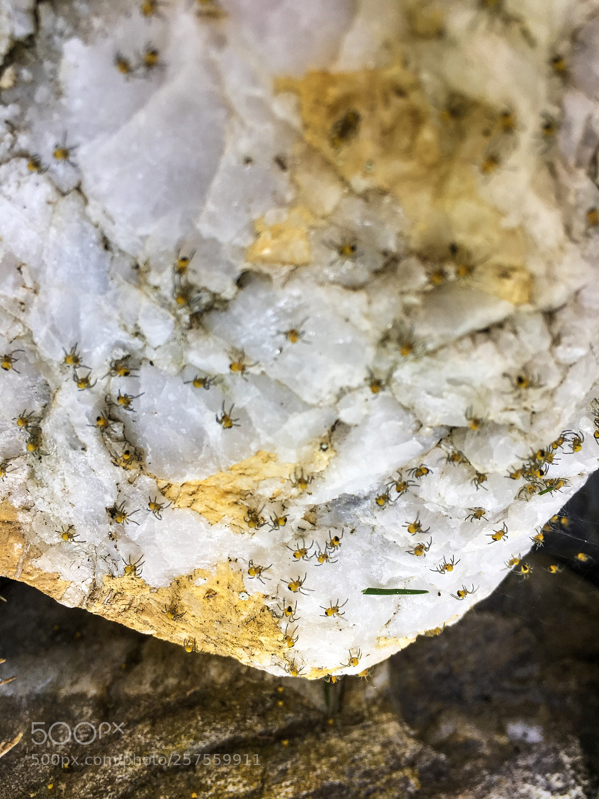 Apple iPhone 6s sample photo. Spiders photography