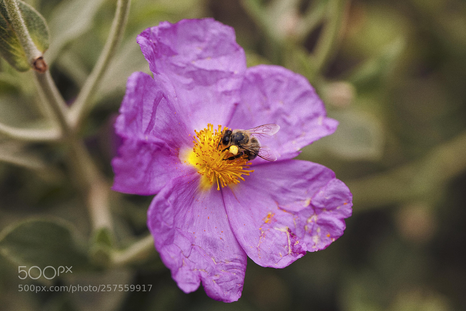 Canon EOS 5D Mark II sample photo. Img photography