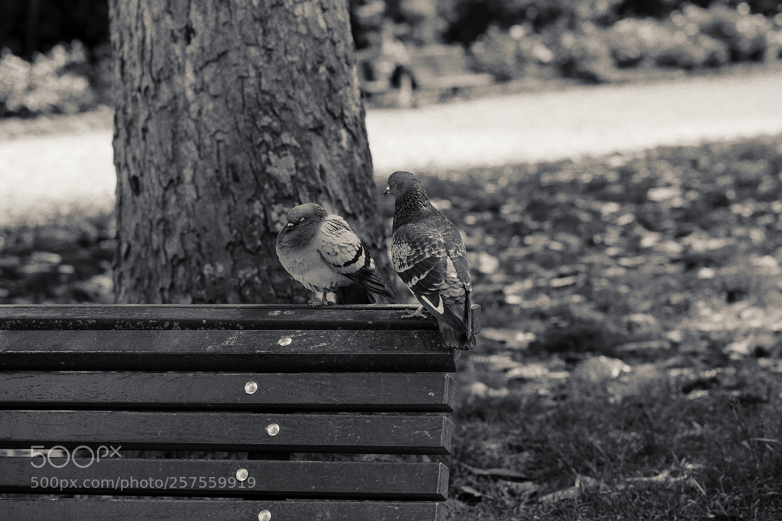 Canon EOS 5D Mark II sample photo. Img photography