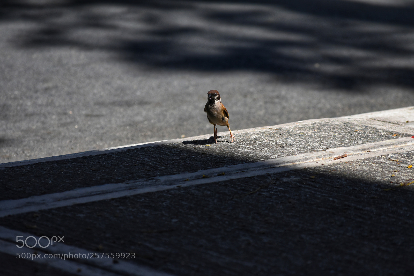 Nikon D3400 sample photo. Bird in the city photography