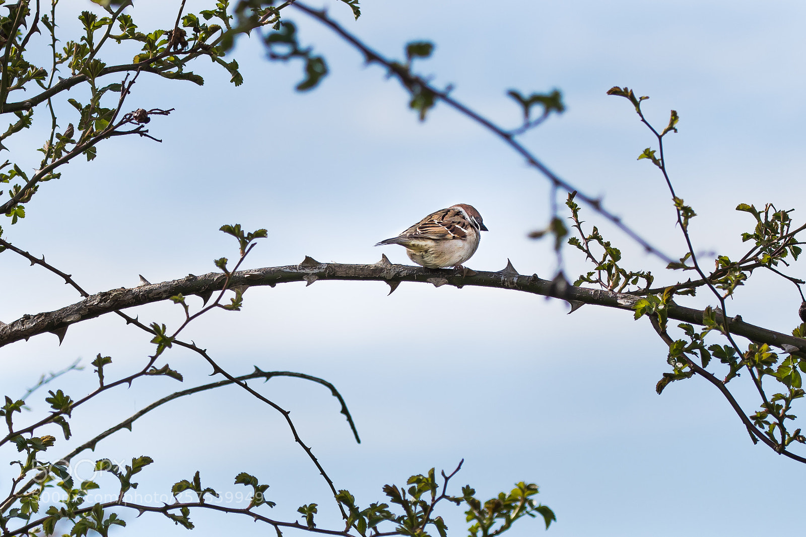 Nikon D500 sample photo. Sparrow love photography